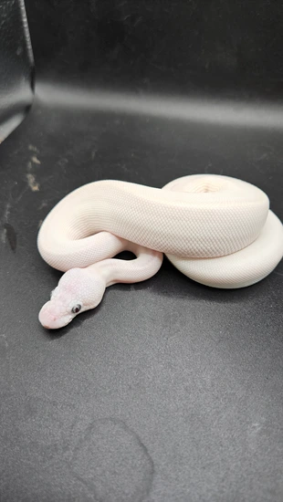 Blue Eyed Leucistic (BEL) Ball Python by CS Reptile Exotics