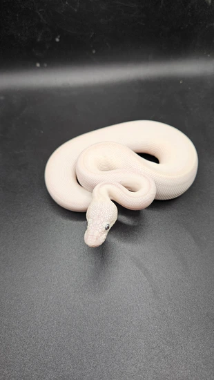 Blue Eyed Leucistic (BEL) Ball Python by CS Reptile Exotics
