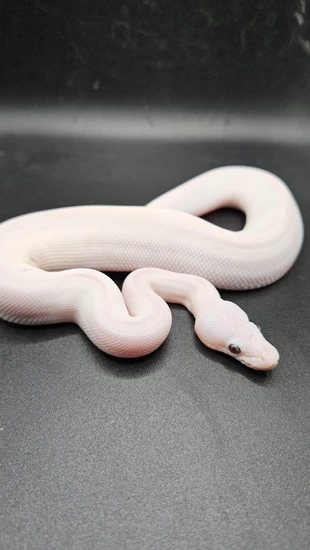 Blue Eyed Leucistic (BEL) Ball Python by CS Reptile Exotics