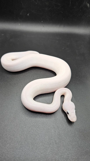 Blue Eyed Leucistic (BEL) Ball Python by CS Reptile Exotics