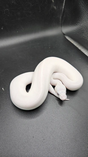 Blue Eyed Leucistic (BEL) Ball Python by CS Reptile Exotics