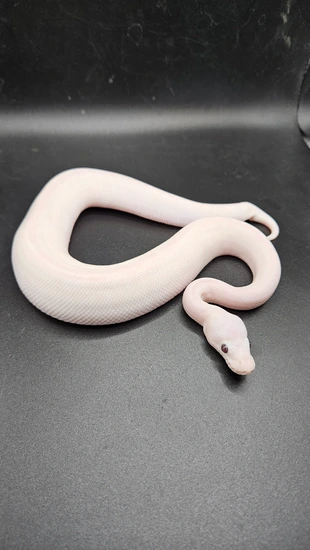 Blue Eyed Leucistic (BEL) Ball Python by CS Reptile Exotics