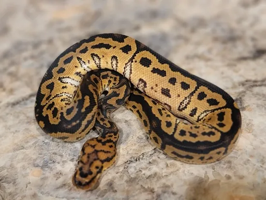 Grim Blade Clown Ball Python by Hobson Family Reptiles