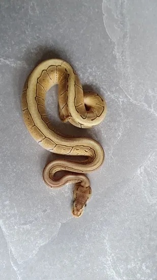 Black Magic Python Lemonblast LC Black Magic Ball Python by Farb Koepys