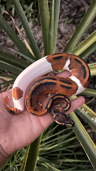 Piebald Ball Python by Southern Royalty Pythons