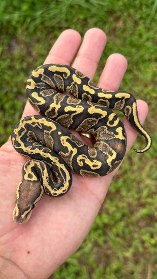 GHI Vanilla Yellowbelly Ball Python by Southern Royalty Pythons