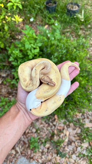 Banana Pied Ball Python by Southern Royalty Pythons