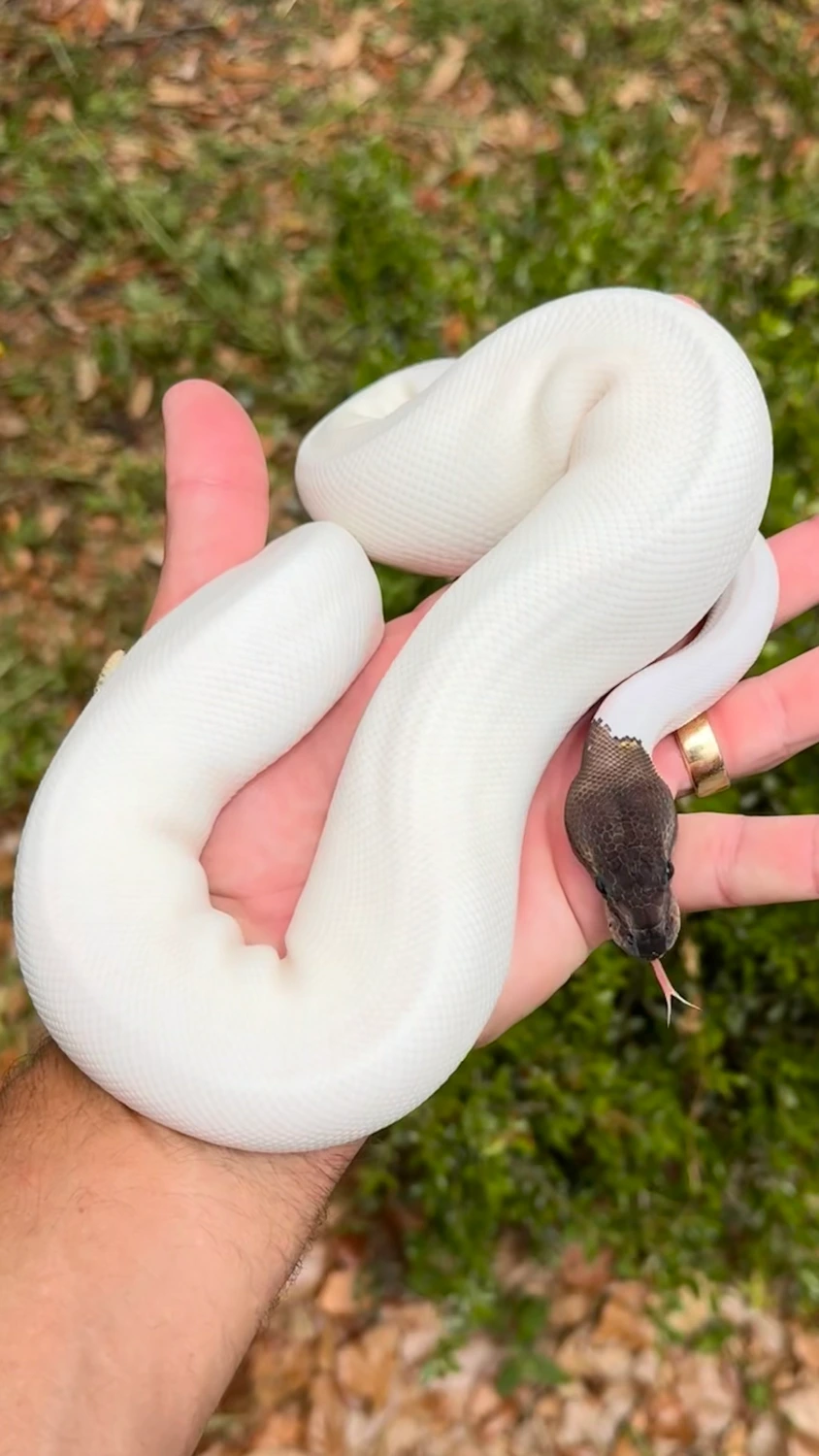 Southern Royalty Pythons's Collection - MorphMarket