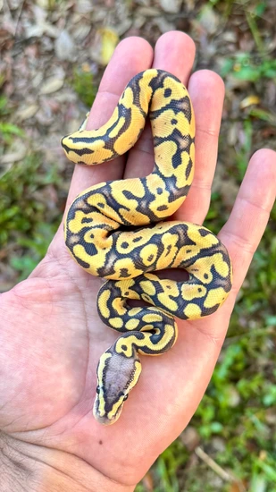 Hypo Pastel Yellowbelly Het Puzzle Ball Python by Southern Royalty Pythons