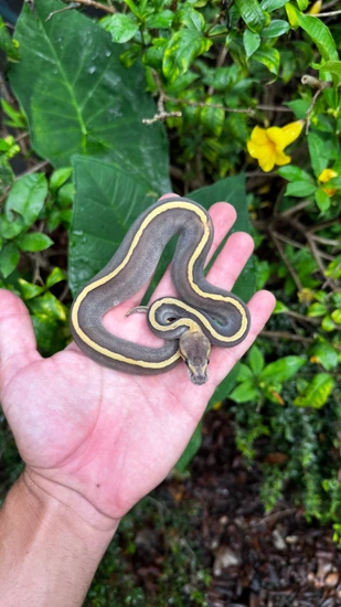 GHI Mojave Yellowbelly Pinstripe Het Hypo Ball Python by Southern ...