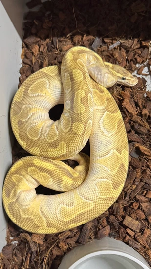 Butter Enchi Ball Python by Southern Royalty Pythons