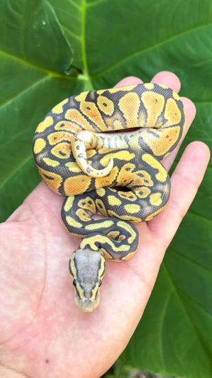 Hypo Pastel Het Puzzle Ball Python by Southern Royalty Pythons