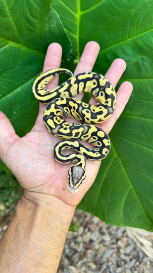 Firefly Het Piebald Het Puzzle 50% Het Hypo Ball Python by Southern ...