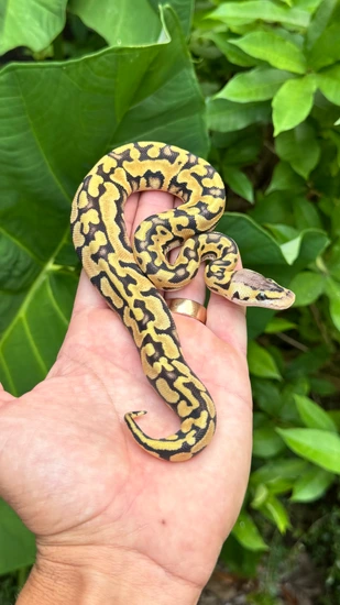 Puzzle Pastel Het Hypo Ball Python by Southern Royalty Pythons
