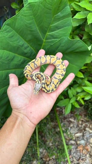 Hypo Super Pastel Het Puzzle Ball Python by Southern Royalty Pythons