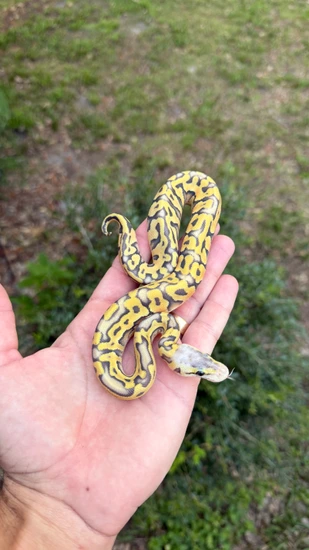 Hypo Puzzle Firefly Ball Python by Southern Royalty Pythons