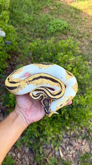Orange Dream Yellowbelly Piebald Ball Python by Southern Royalty Pythons