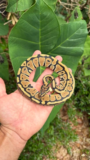 Spotnose Het Clown Het VPI Axanthic Ball Python by Southern Royalty Pythons
