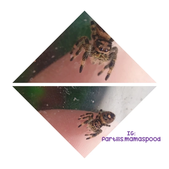 Spax Tiger Regal Jumping Spider- Tiger by Mama spood