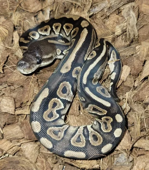 Cinnamon Ball Python by Fat Boy's Ball Pythons