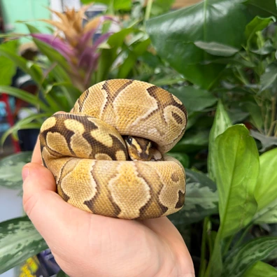Enchi Butter Ball Python - male for sale from Fathom Reptiles - Basingstoke