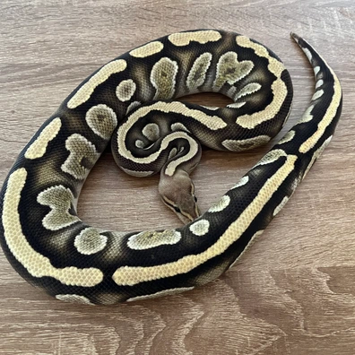 Cypress Fire Het Hypo Ball Python - female for sale from FD reptiles by Felix