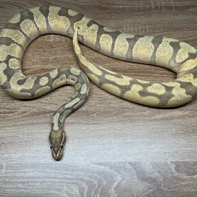 Enchi OD Hypo 50% Het Rainbow PB Ball Python - male for sale from FD reptiles by Felix