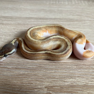 Enchi Mojave Pastel Pied Het Ultramel 50% Albino Ball Python - female for sale from FD reptiles by Felix