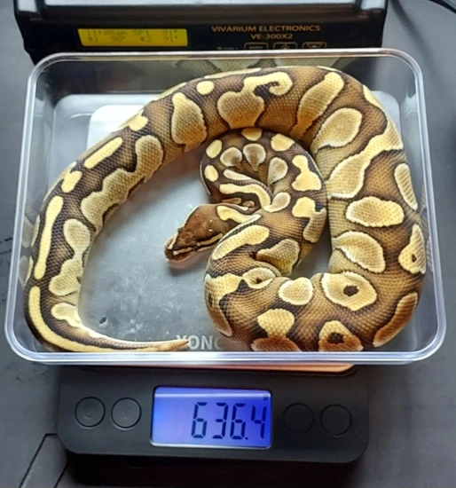 Lesser/Butter - Het Clown Female Ball Python by Fearless Pythons