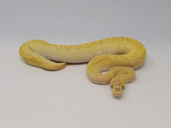Pastel Enchi Butter Clown Het Hypo Ball Python by 805Ballpythons