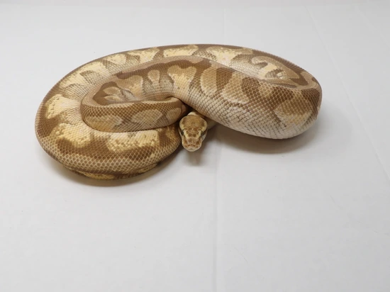 Butter Enchi Spotnose Het Desert Ghost Pos Calico Ball Python by ...