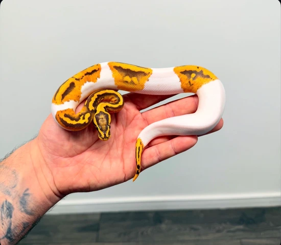 Pastel Monarch Ball Python Pastel Monarch Pied Ball Python by Royal_b_p