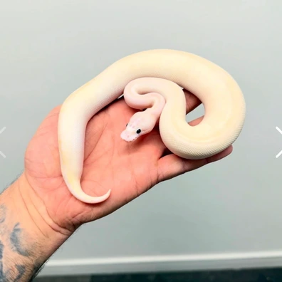 1.1 Ivory Clown Double Het Hypo DG Pos Het Pied Pos OD And Black Pastel Triple Het Hypo DG Clown Pos Het Pied Ball Python - unknown for sale from Royal_b_p