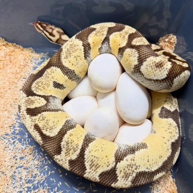 1.3 Breeder Group. Monarch Pied Ball Python - unknown for sale from Royal_b_p