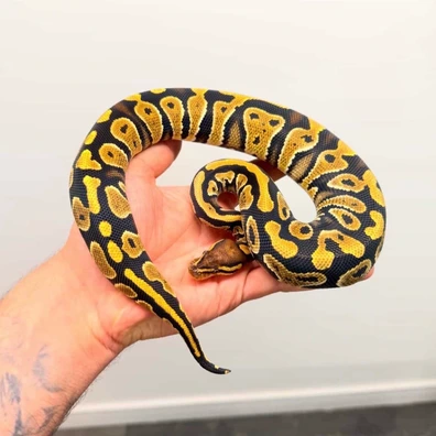Yellow Belly Triple Het Hypo DG Clown Pos Het Pied Ball Python - female for sale from Royal_b_p