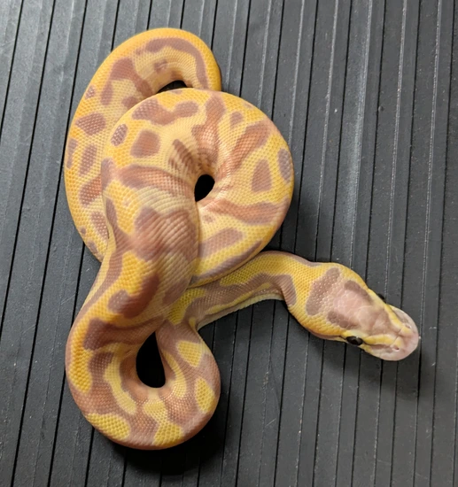 Banana Leopard Fire Python Banana Leopard Enchi Fire 50% Het Clown Ball Python by Purrrfect Pythons
