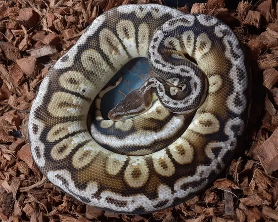Breeder Male, Cypress, Lucifer, Inferno Ball Python by Dragonborn ...