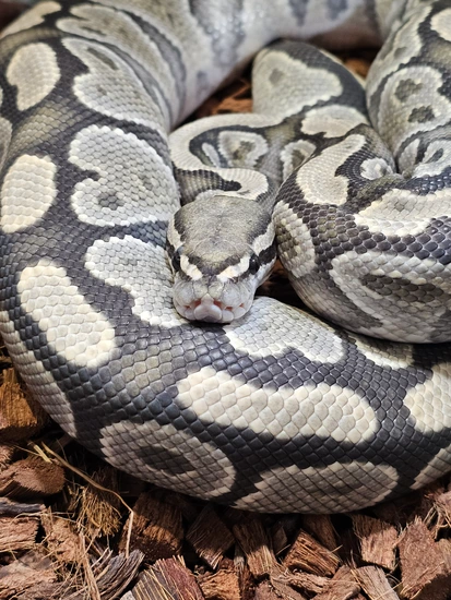 PB Ghost Ball Python by Dragonborn Household Serpents