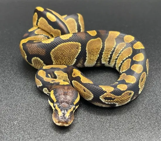 Normal 66% Het Desert Ghost 66% Het Sunset Ball Python by Killey's Morphs