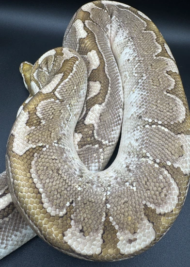 Bamboo Ball Python by Killey's Morphs
