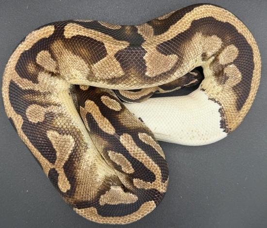 Pied Ball Python by Killey's Morphs