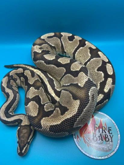 Fire Het Pied 🔥 Ball Python by Fire Baby LLC