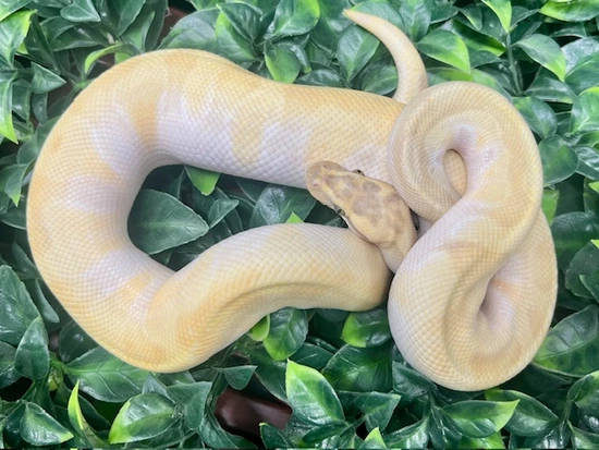 Hypo Pastel Super Enchi Butter DG Ball Python by Fireball Reptiles