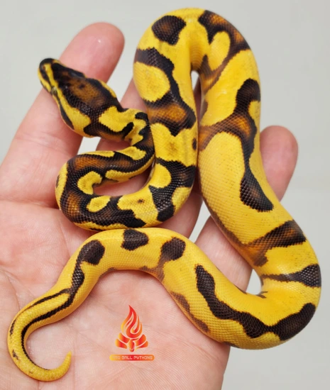 Super OD Enchi YB Het Pied!🔥 Ball Python by Fire Ball Pythons