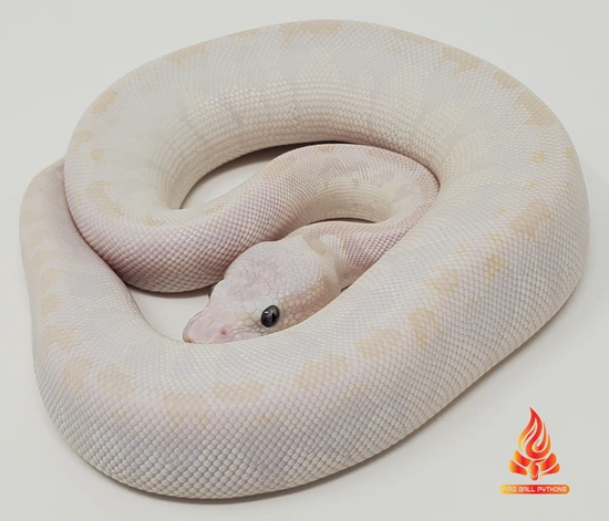 Bamboo Phantom Ball Python by Fire Ball Pythons