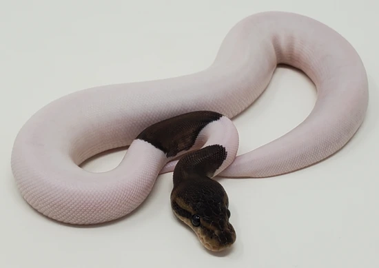 Mahogany Black Pastel Pied Ball Python by Ball Bro Designs