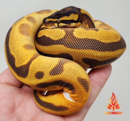Super OD Enchi (Super) Leopard Het Pied Ball Python by Fire Ball Pythons