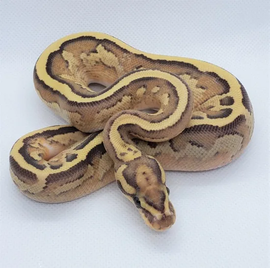 Disco Fire Ball Python by Firststrikesnakes