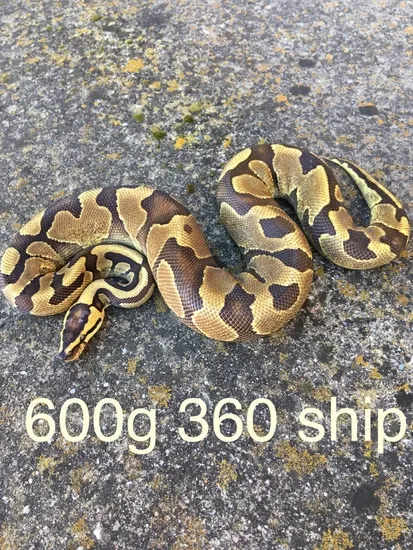 600g Ball Python Yellowbelly Enchi Het Clown 600g Shipped 360.00 Ball Python by SOS Amador