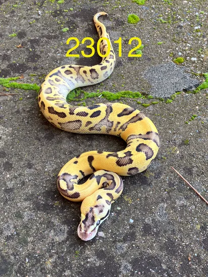 Temerminator Ball Python Terminator Het Clown Female Ball Python by SOS Amador